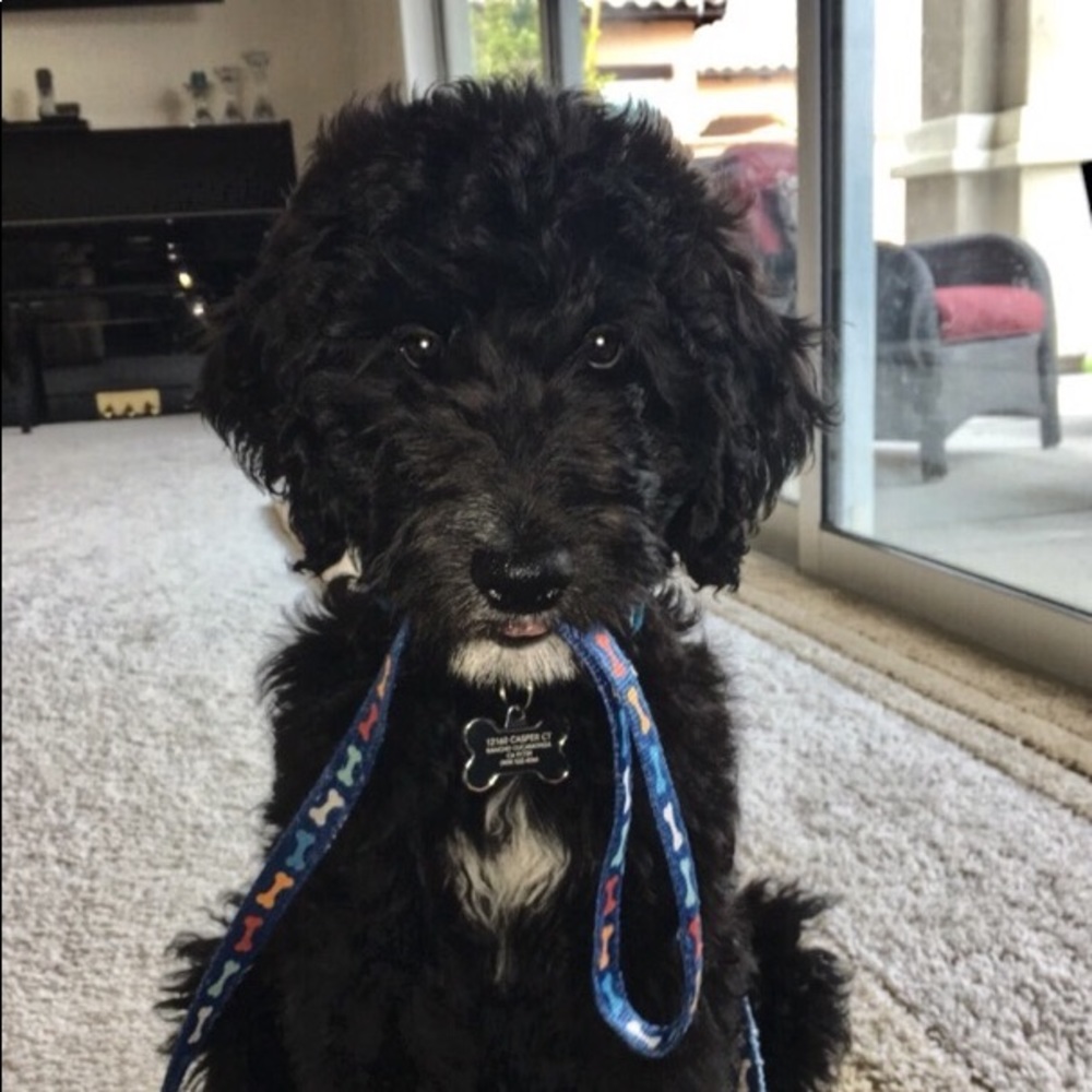 Meet your Posher, Annie